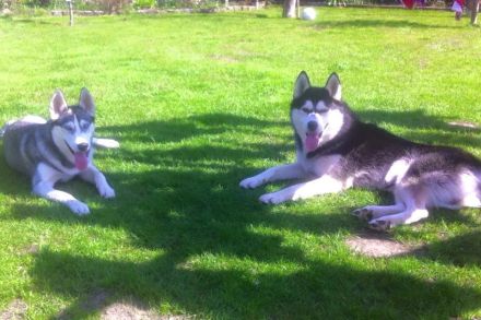 Siberian Husky Welpen