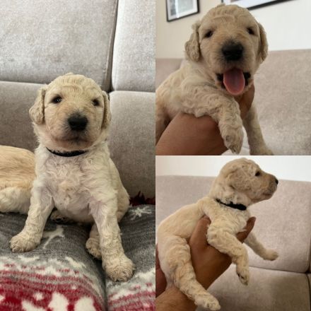 Labradoodle multigenerational F4 welpen