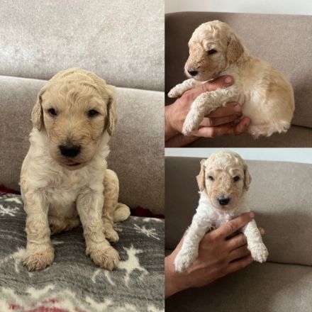 Labradoodle multigenerational F4 welpen