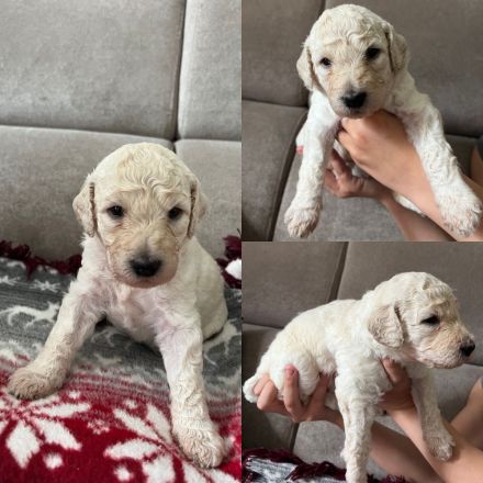 Labradoodle multigenerational F4 welpen