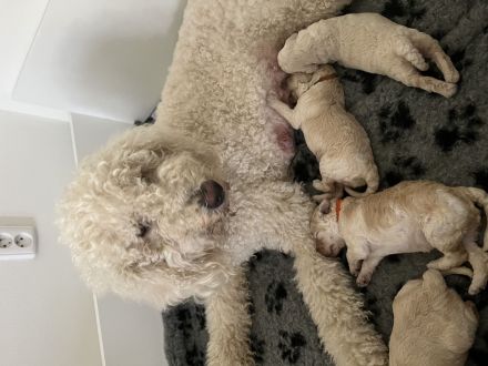 Labradoodle multigenerational F4 welpen