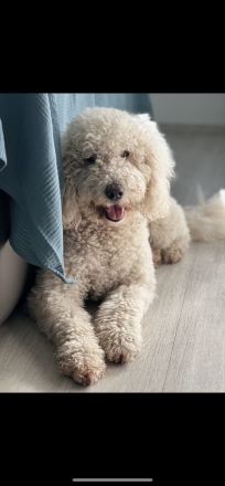 Labradoodle multigenerational F4 welpen