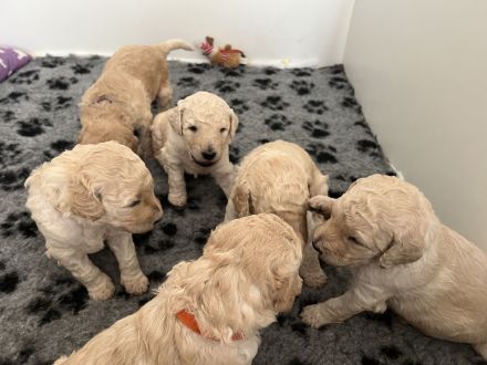 Labradoodle multigenerational F4 welpen