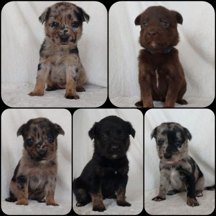 Goldencollie Aussiedor/ Goldencollie Aussller Welpen/ Familienhunde