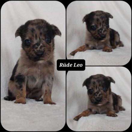 Goldencollie Aussiedor/ Goldencollie Aussller Welpen/ Familienhunde