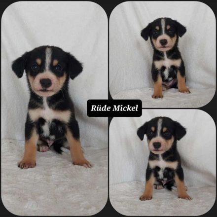 Goldencollie Aussiedor/ Goldencollie Aussller Welpen/ Familienhunde