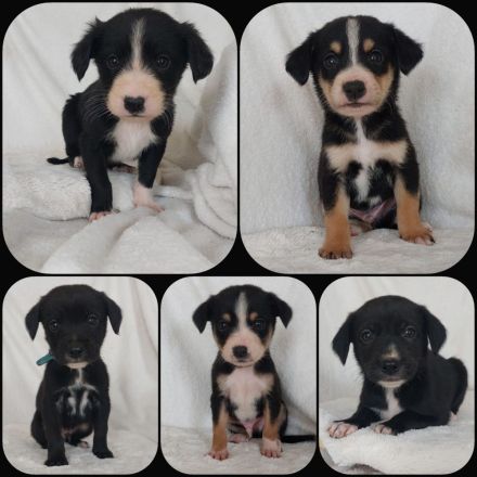 Goldencollie Aussiedor/ Goldencollie Aussller Welpen/ Familienhunde