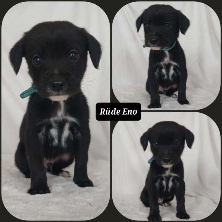 Goldencollie Aussiedor/ Goldencollie Aussller Welpen/ Familienhunde