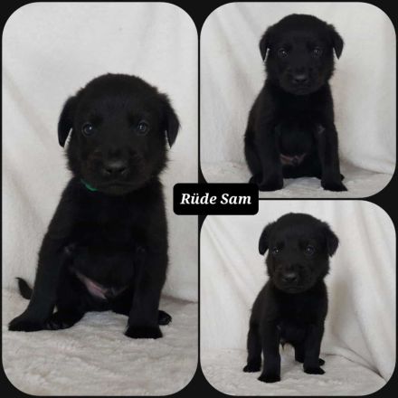 Goldencollie Aussiedor/ Goldencollie Aussller Welpen/ Familienhunde