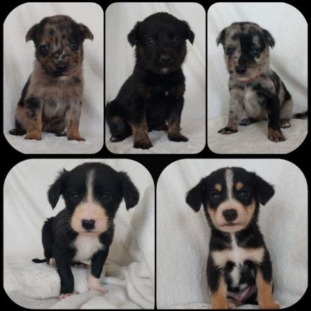 Goldencollie Aussiedor/ Goldencollie Aussller Welpen/ Familienhunde