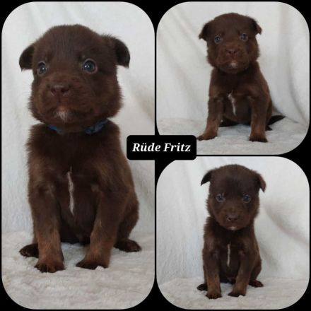 Goldencollie Aussiedor/ Goldencollie Aussller Welpen/ Familienhunde