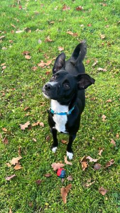 Deckrüden aus Berlin und Umgebung gesucht