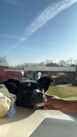 Deckrüden aus Berlin und Umgebung gesucht