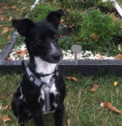 Deckrüden aus Berlin und Umgebung gesucht