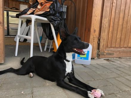 Deckrüden aus Berlin und Umgebung gesucht