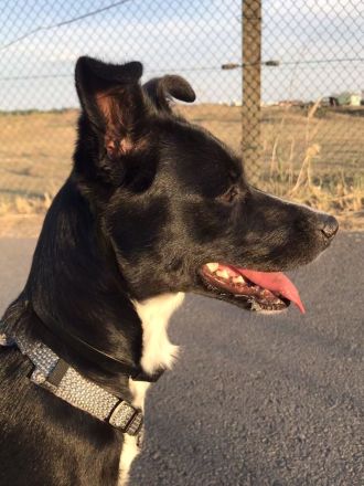 Deckrüden aus Berlin und Umgebung gesucht