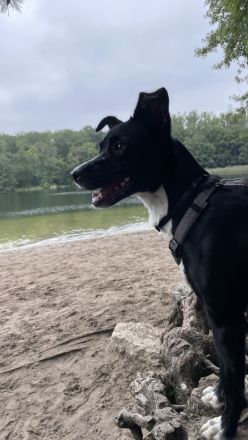 Deckrüden aus Berlin und Umgebung gesucht