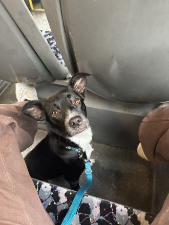 Deckrüden aus Berlin und Umgebung gesucht