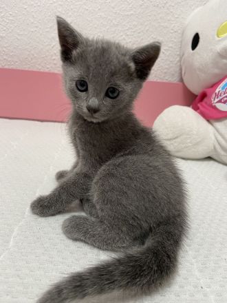 Russisch Blau Kätzchen