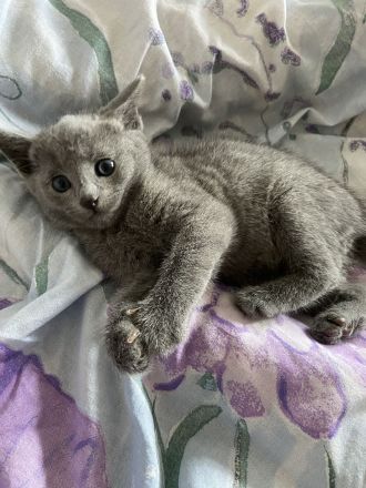 Russisch Blau Kätzchen