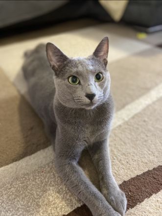 Russisch Blau Kätzchen