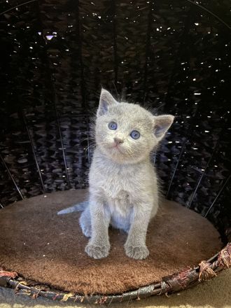 Russisch Blau Kätzchen