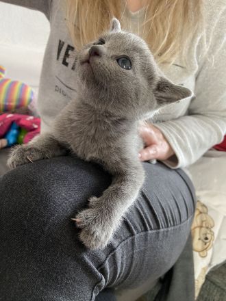 Russisch Blau Kätzchen