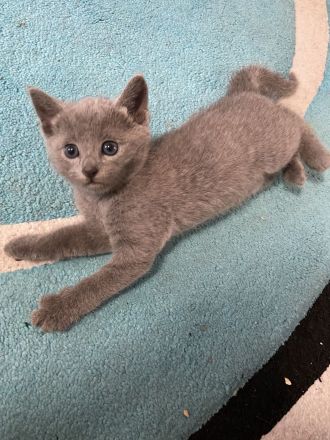 Russisch Blau Kätzchen