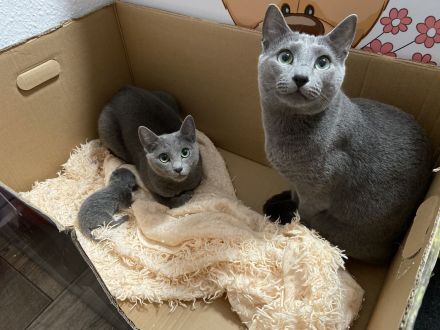 Russisch Blau Kätzchen