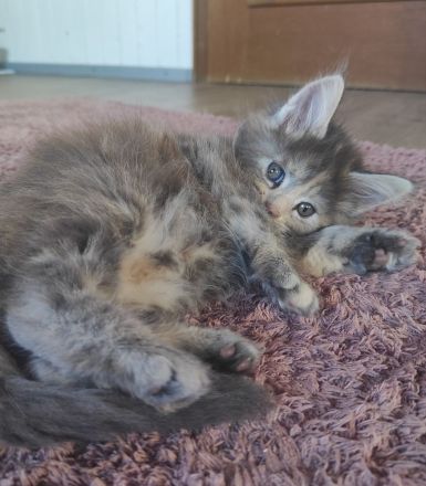 Maine Coon Püppi mit Stammbaum