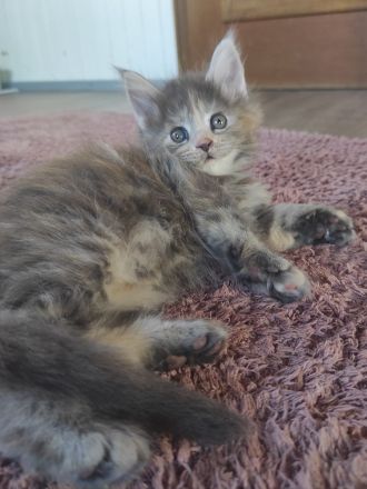 Maine Coon Püppi mit Stammbaum