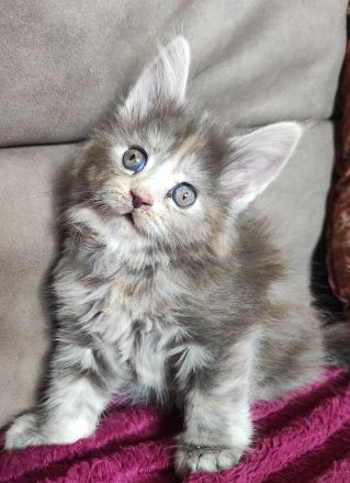 Maine Coon Püppi mit Stammbaum