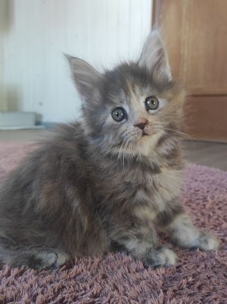 Maine Coon Püppi mit Stammbaum