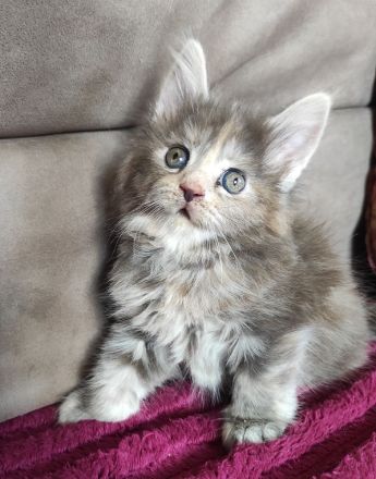 Maine Coon Püppi mit Stammbaum