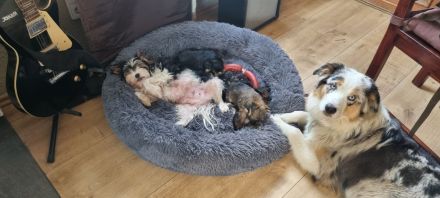 Biewer Yorkshire - Chihuahua Mixe