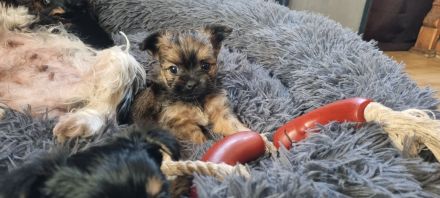 Biewer Yorkshire - Chihuahua Mixe