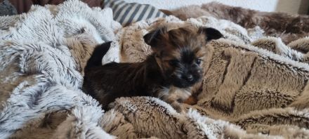 Biewer Yorkshire - Chihuahua Mixe