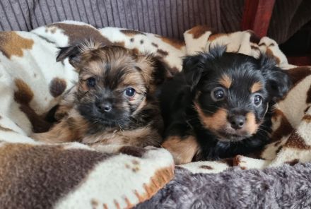 Biewer Yorkshire - Chihuahua Mixe