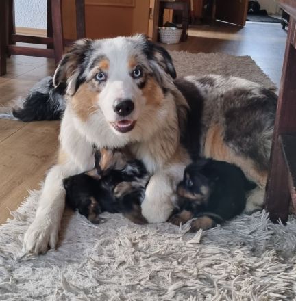 Biewer Yorkshire - Chihuahua Mixe