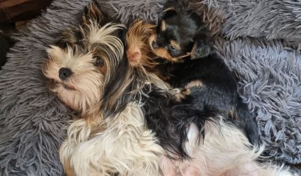 Biewer Yorkshire - Chihuahua Mixe