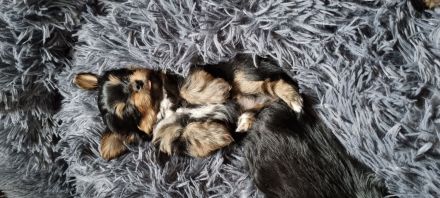 Biewer Yorkshire - Chihuahua Mixe