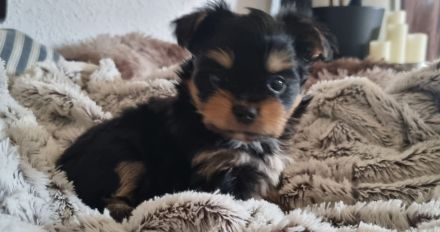 Biewer Yorkshire - Chihuahua Mixe