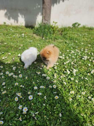 Pomeranian Welpen