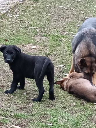 1 Welpenrüde - ca 16 Wochen - Chip - 2-fach-Impfung - regelmäßig entwurmt - Schäferhund/Labradormix