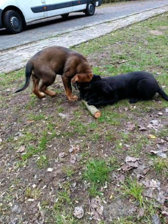 1 Welpenrüde - ca 16 Wochen - Chip - 2-fach-Impfung - regelmäßig entwurmt - Schäferhund/Labradormix