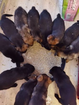 1 Welpenrüde - ca 16 Wochen - Chip - 2-fach-Impfung - regelmäßig entwurmt - Schäferhund/Labradormix