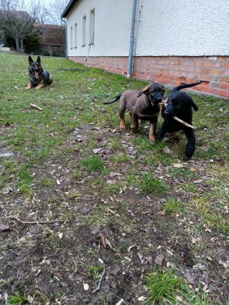 1 Welpenrüde - ca 16 Wochen - Chip - 2-fach-Impfung - regelmäßig entwurmt - Schäferhund/Labradormix