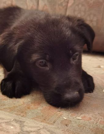 1 Welpenrüde - ca 16 Wochen - Chip - 2-fach-Impfung - regelmäßig entwurmt - Schäferhund/Labradormix