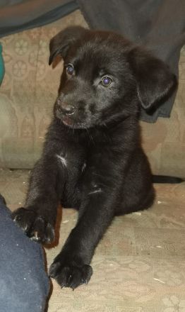 1 Welpenrüde - ca 16 Wochen - Chip - 2-fach-Impfung - regelmäßig entwurmt - Schäferhund/Labradormix