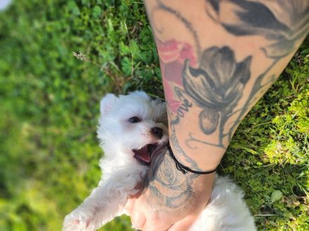 Mini Malteser Welpe